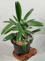 گیاهان تیره (خانواده)  اریکاسه - Arecaceae